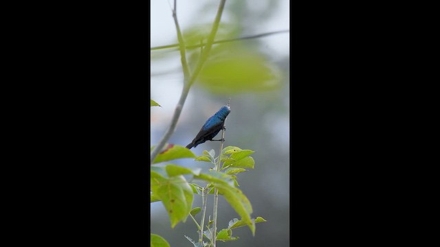 צופית סגולה - ML633542947