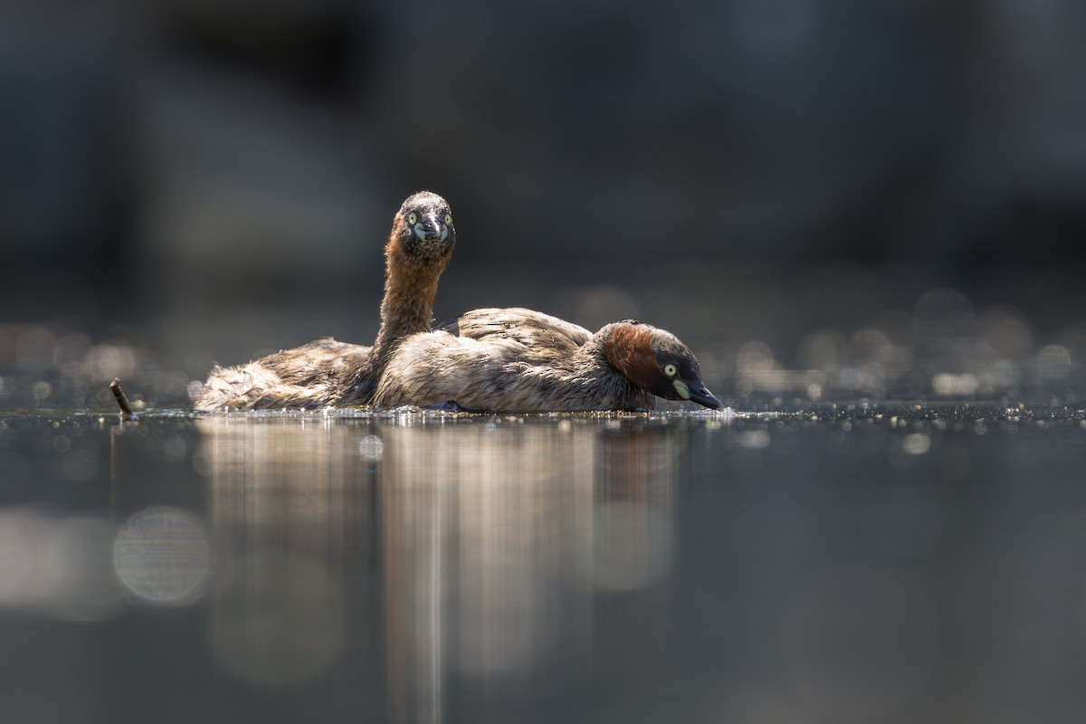 Little Grebe - ML633543104