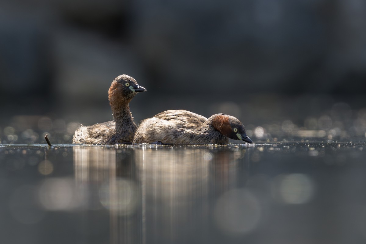 Little Grebe - ML633543110