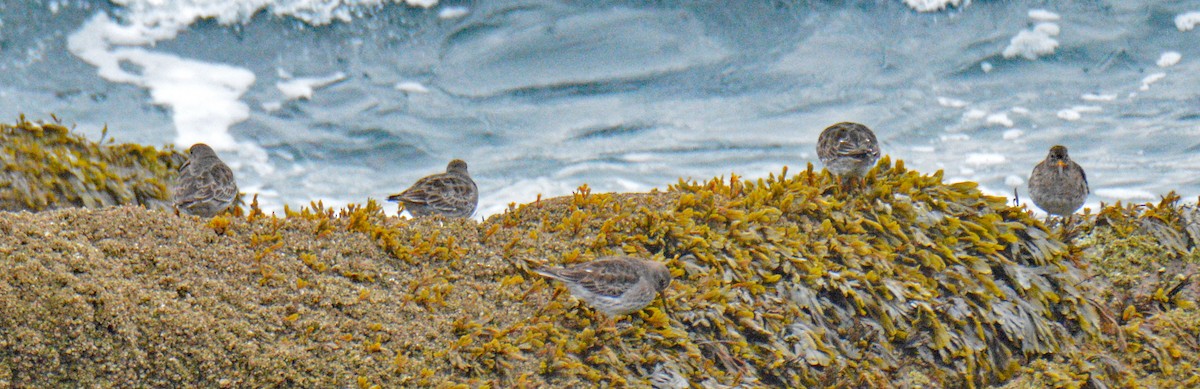 Purple Sandpiper - ML633543145