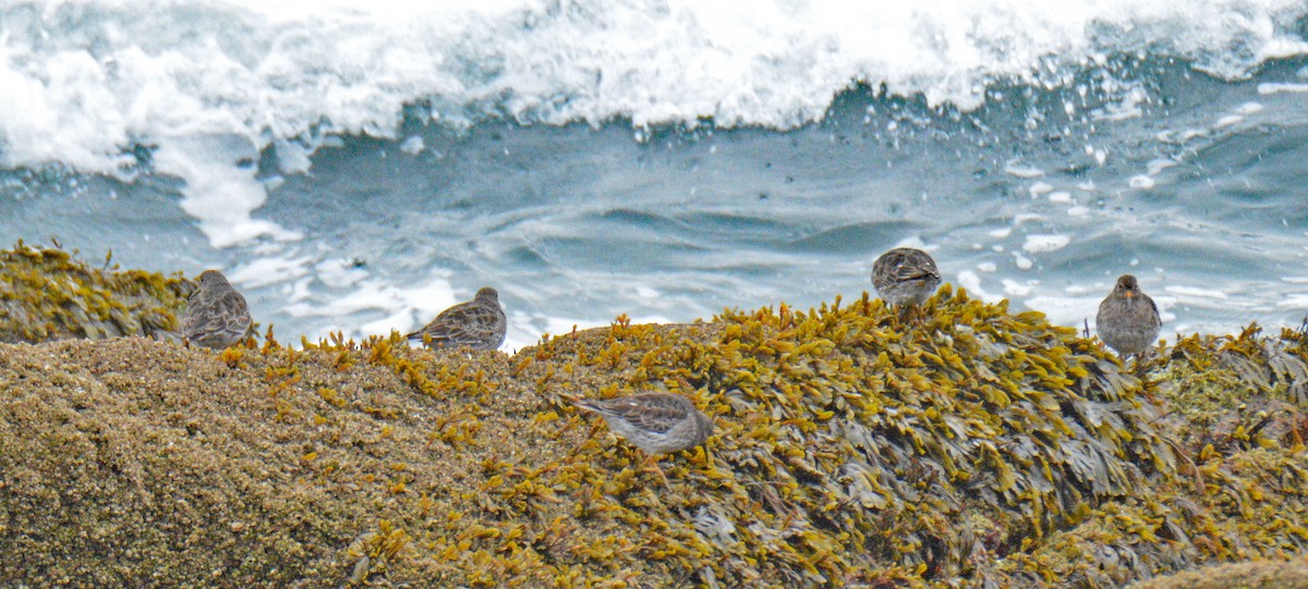 Purple Sandpiper - ML633543146