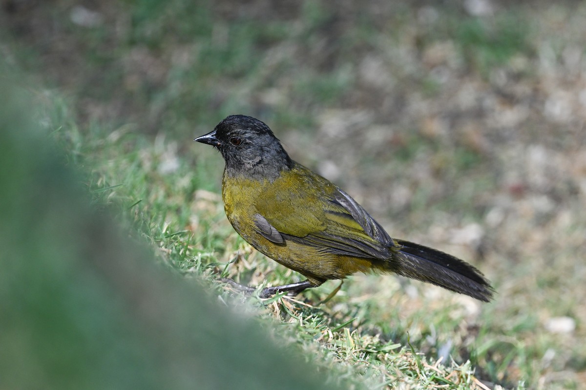 Large-footed Finch - ML633543215