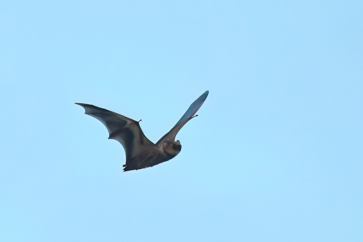 Hoary Bat - Ed Poropat