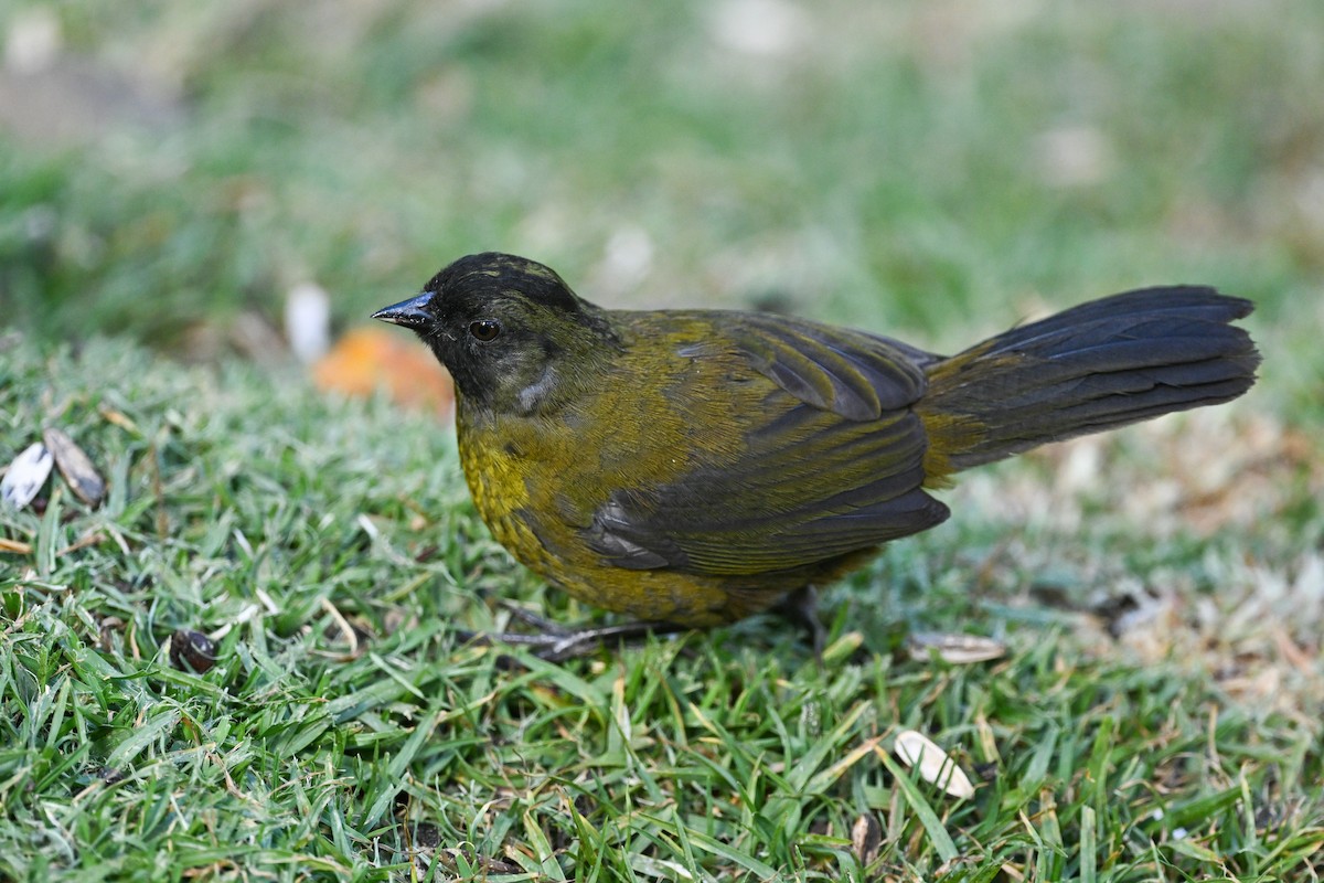 Large-footed Finch - ML633543274