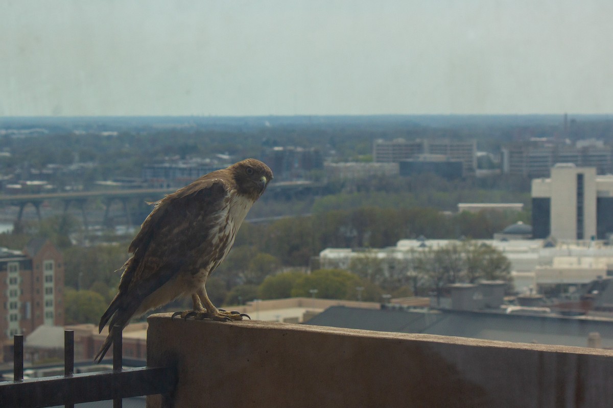 Red-tailed Hawk (borealis) - ML633543313