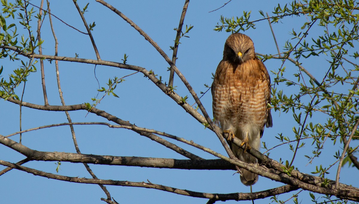 Red-shouldered Hawk - ML633543354