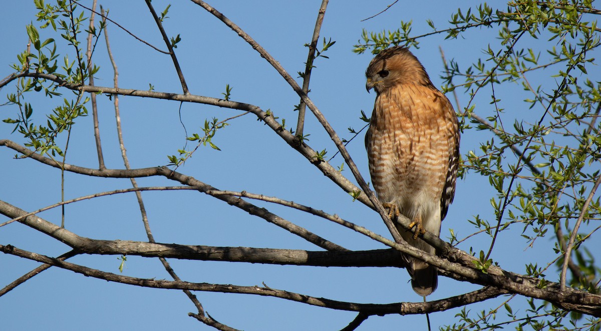Red-shouldered Hawk - ML633543356