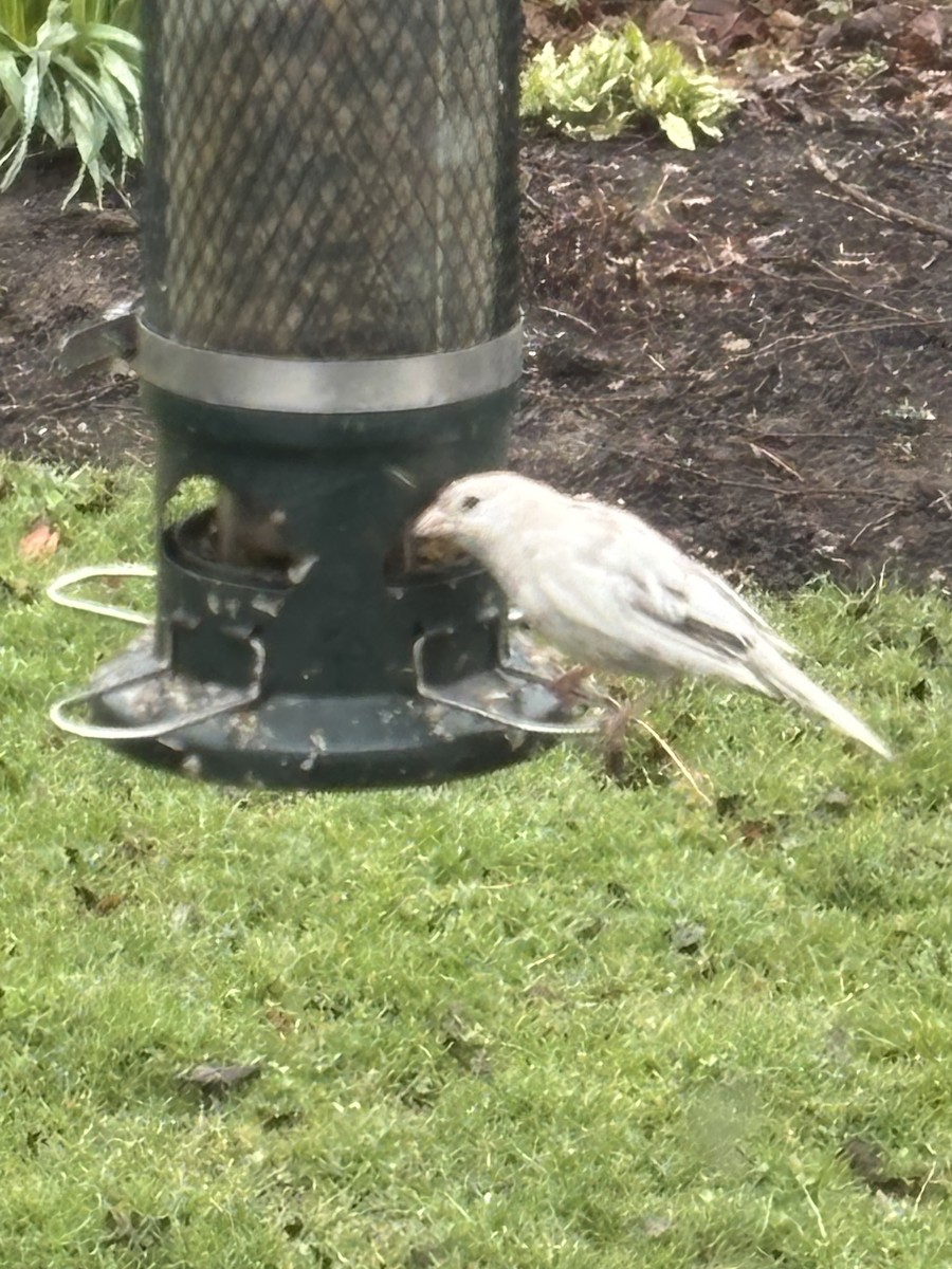 House Finch - ML633543387