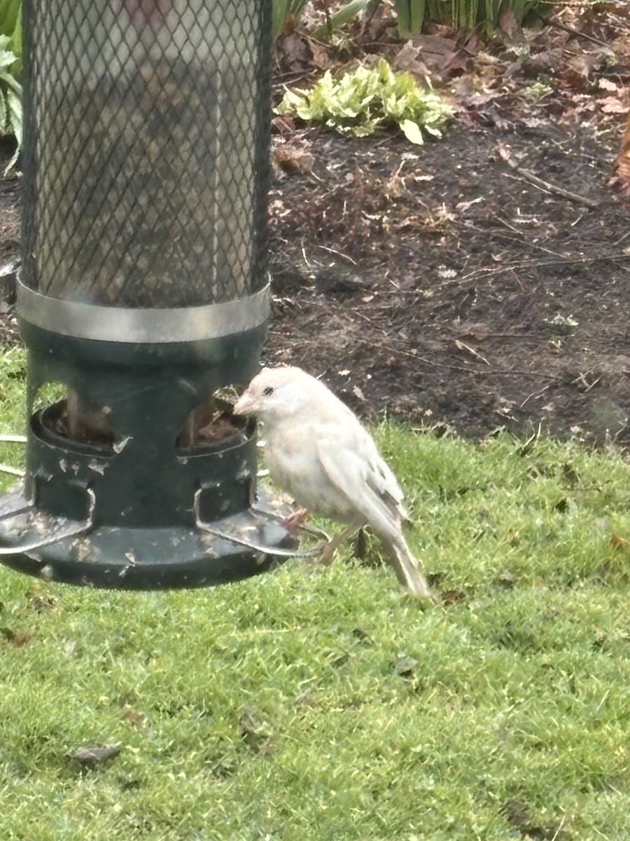 House Finch - ML633543388