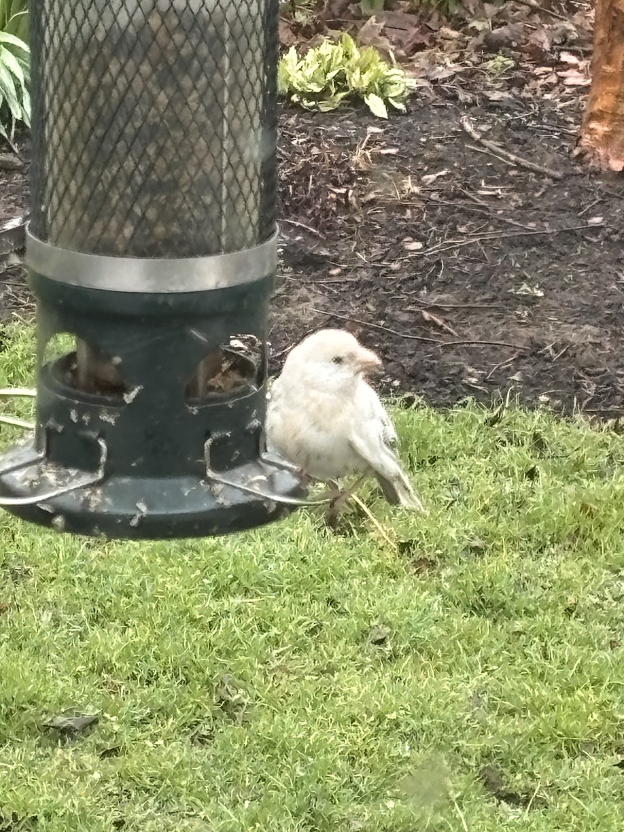 House Finch - ML633543389