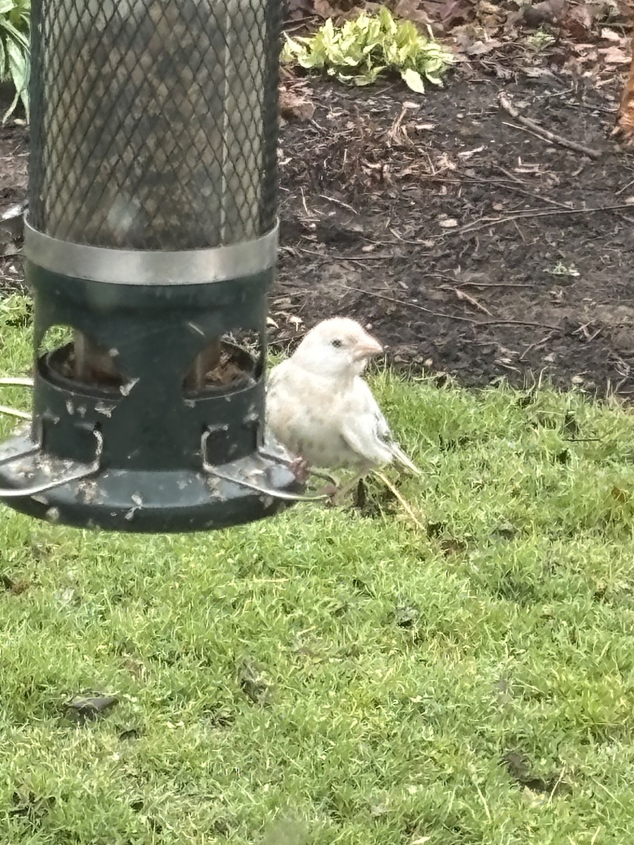House Finch - ML633543390