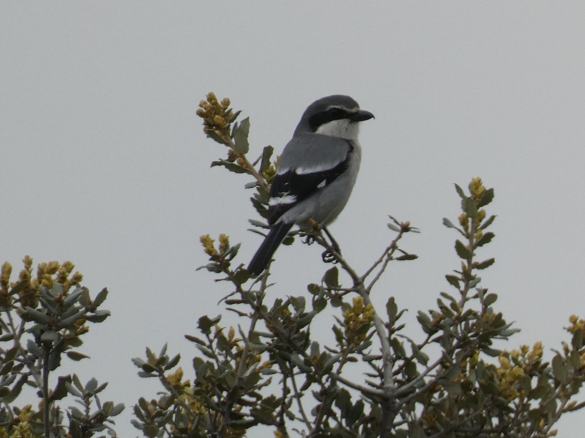 Iberian Gray Shrike - Eduardo Sevilla