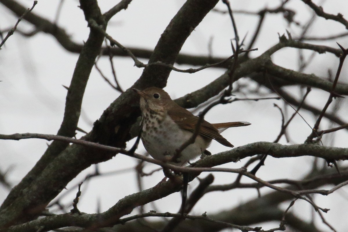 Hermit Thrush - ML633543494
