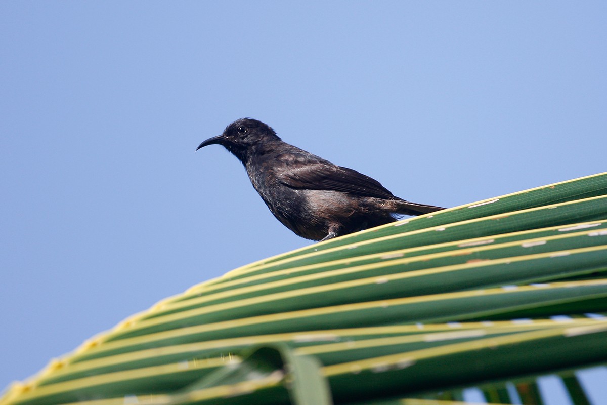 Bismarck Black Myzomela - Tony Palliser