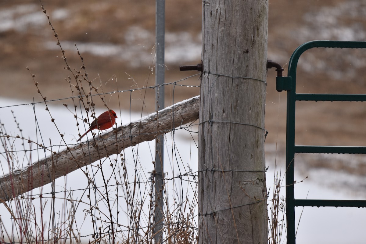 Northern Cardinal - ML633543619