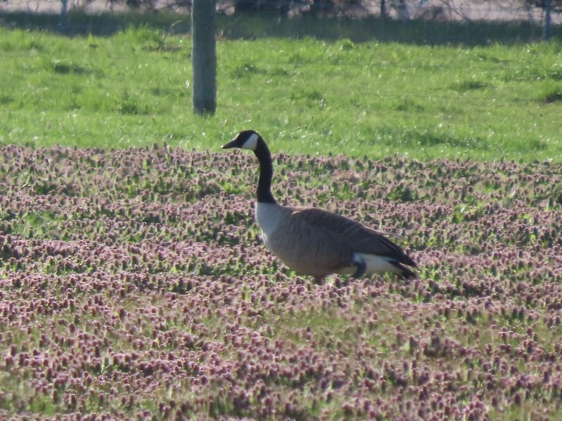 Canada Goose - ML633543640