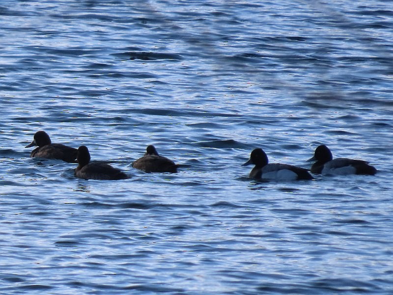 Lesser Scaup - ML633543648