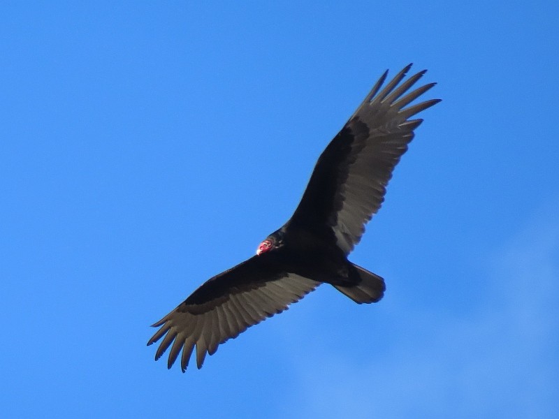 Turkey Vulture - ML633543657