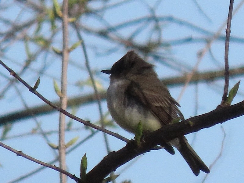 Eastern Phoebe - ML633543672