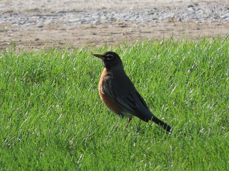 American Robin - ML633543681