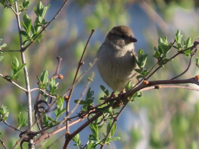 House Sparrow - ML633543688