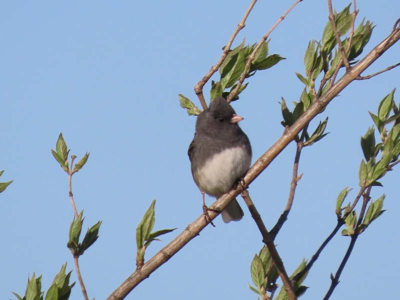 Dark-eyed Junco - ML633543780