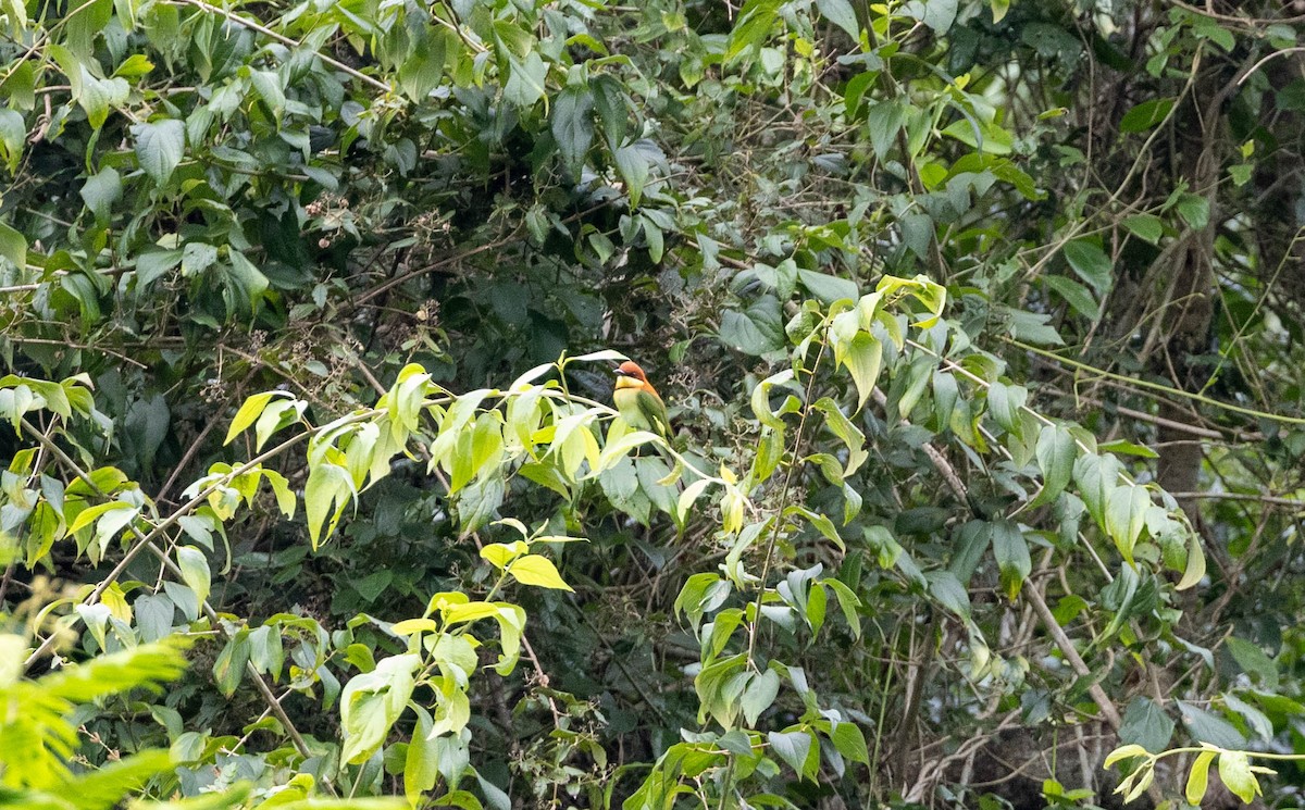Chestnut-headed Bee-eater - ML633543790