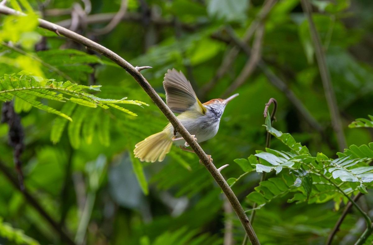 Dark-necked Tailorbird - ML633543811