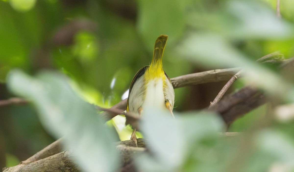 Dark-necked Tailorbird - ML633543812