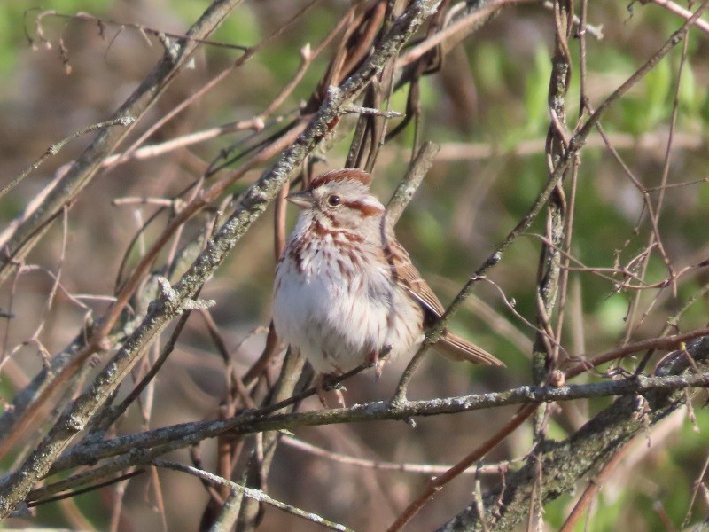 Song Sparrow - ML633543818