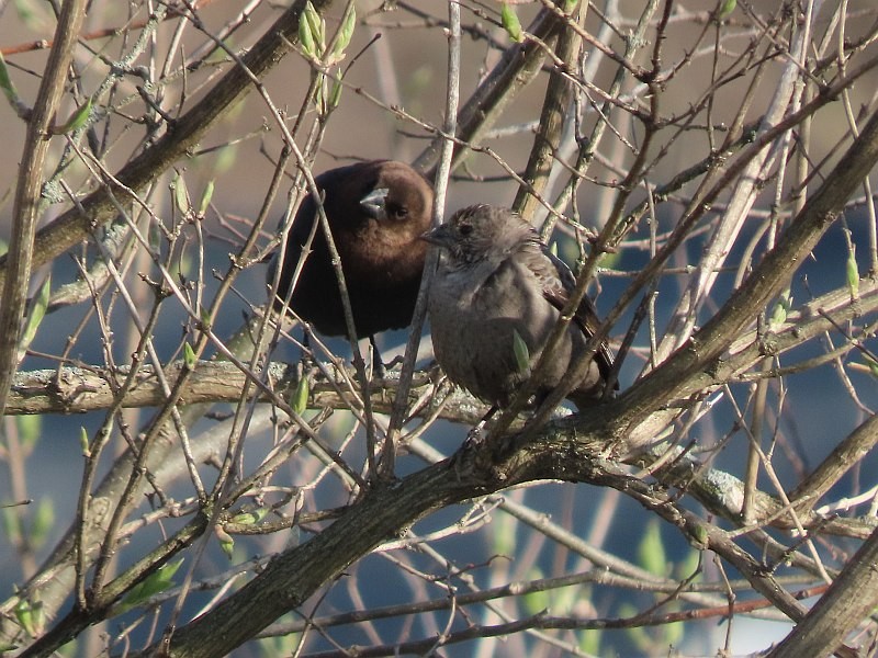 Brown-headed Cowbird - ML633543832