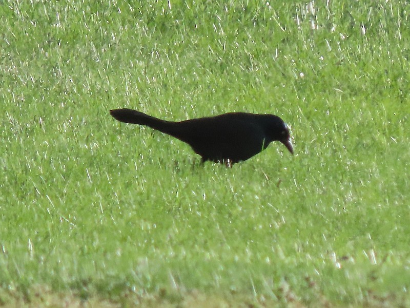 Common Grackle - ML633543835