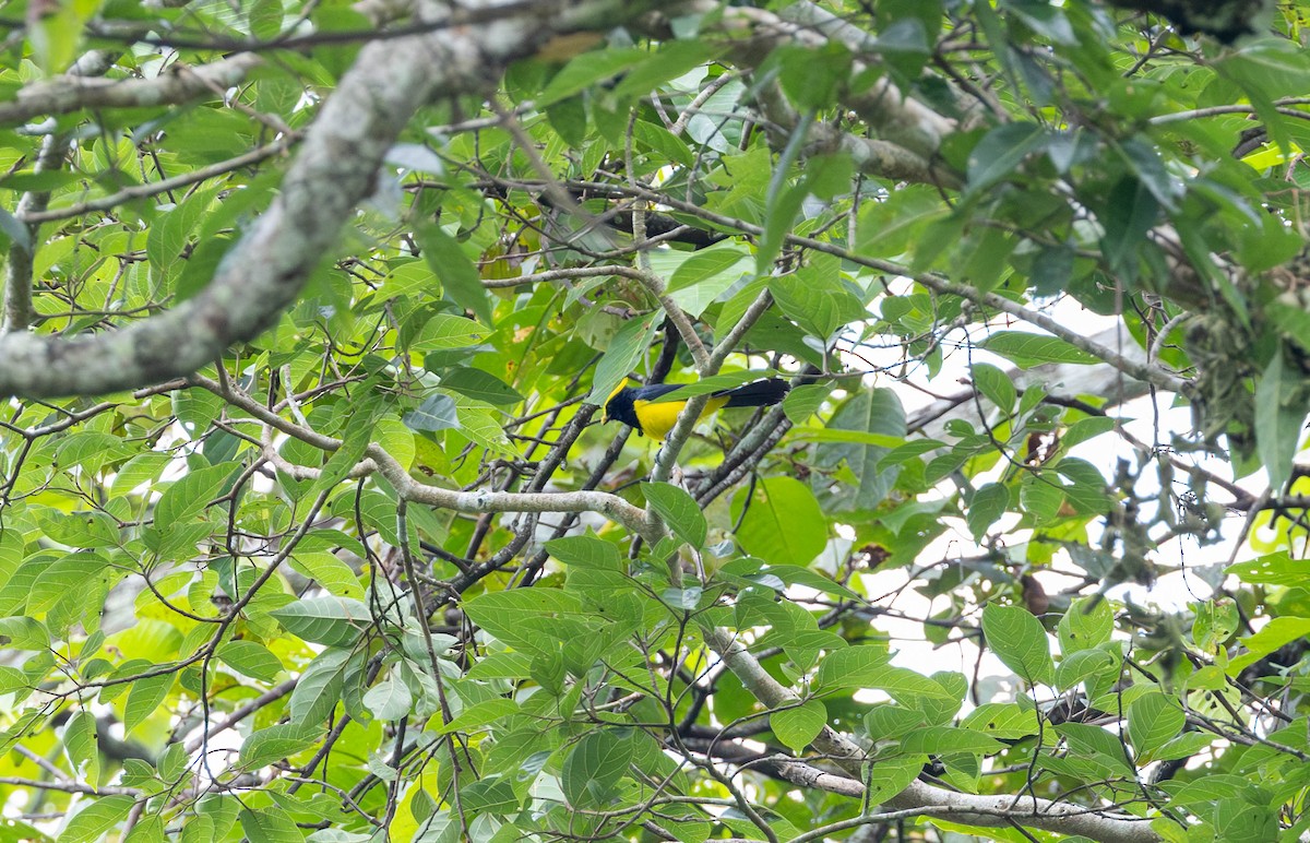 Sultan Tit - ML633543843