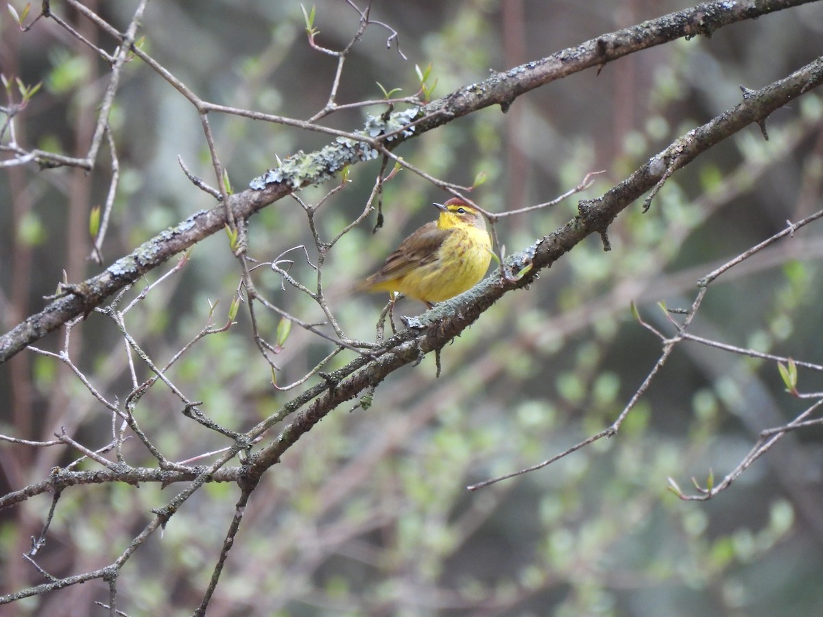 Palm Warbler - ML633543898