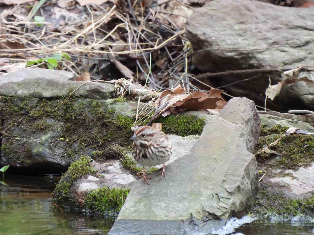 Song Sparrow - ML633543904