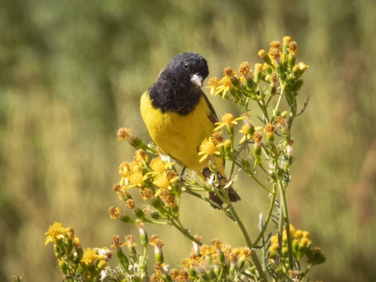 Yellow-rumped Siskin - ML633543952