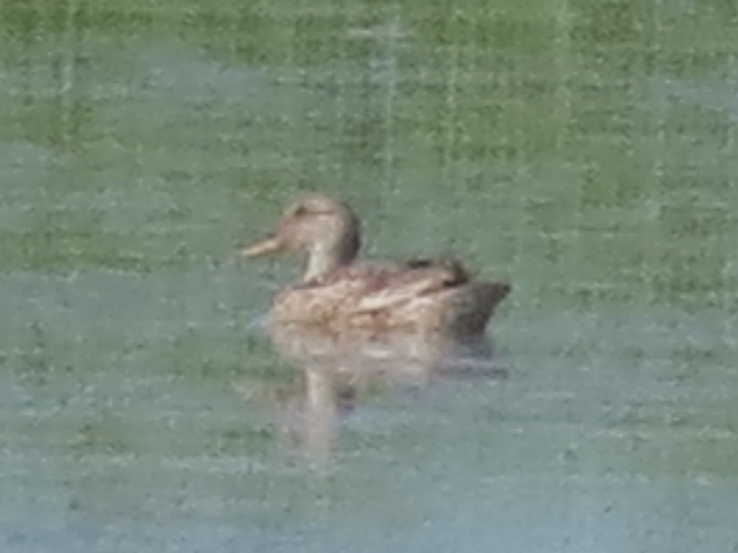 anatidé sp. (canard barboteur sp.) - ML633543995