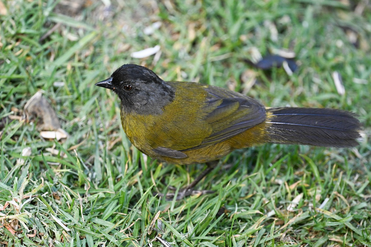 Large-footed Finch - ML633544145