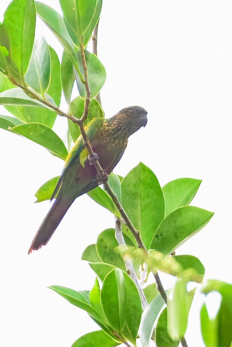 Santarem Parakeet (Madeira) - ML633544390