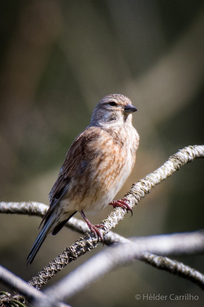 ムネアカヒワ - ML633544423