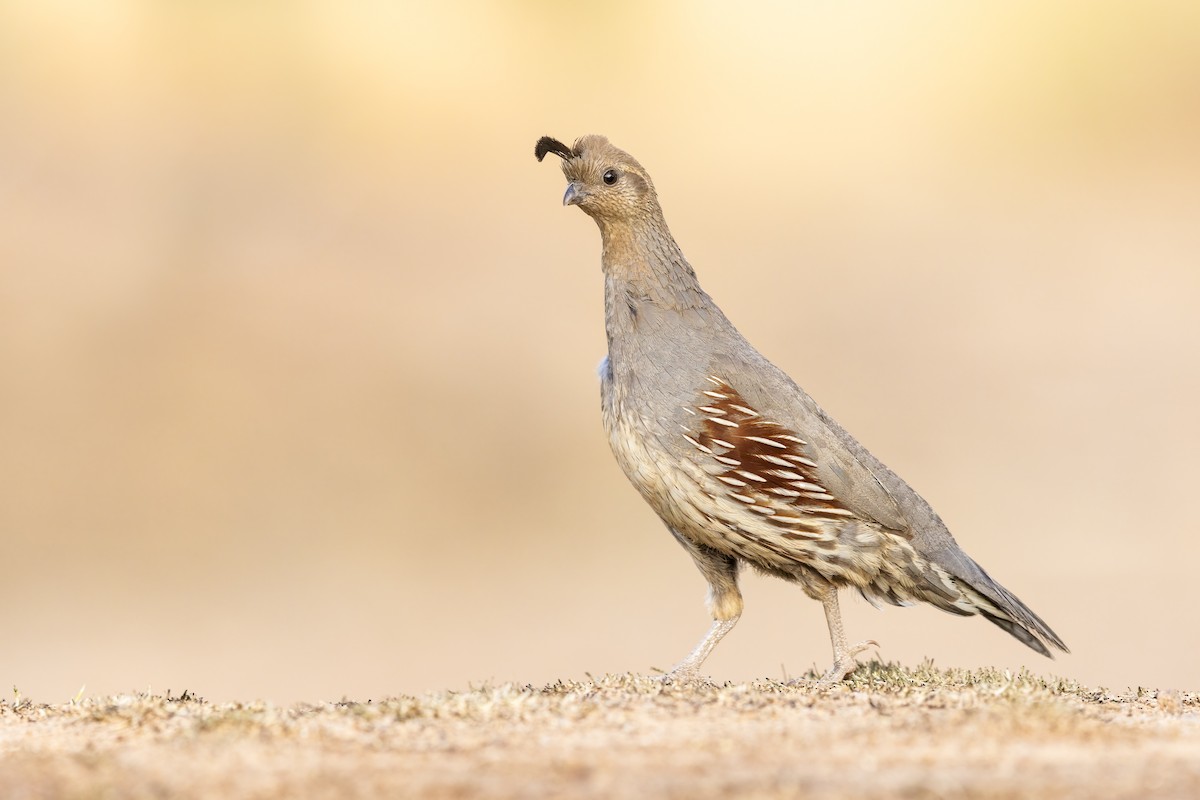 Gambel's Quail - ML633544581