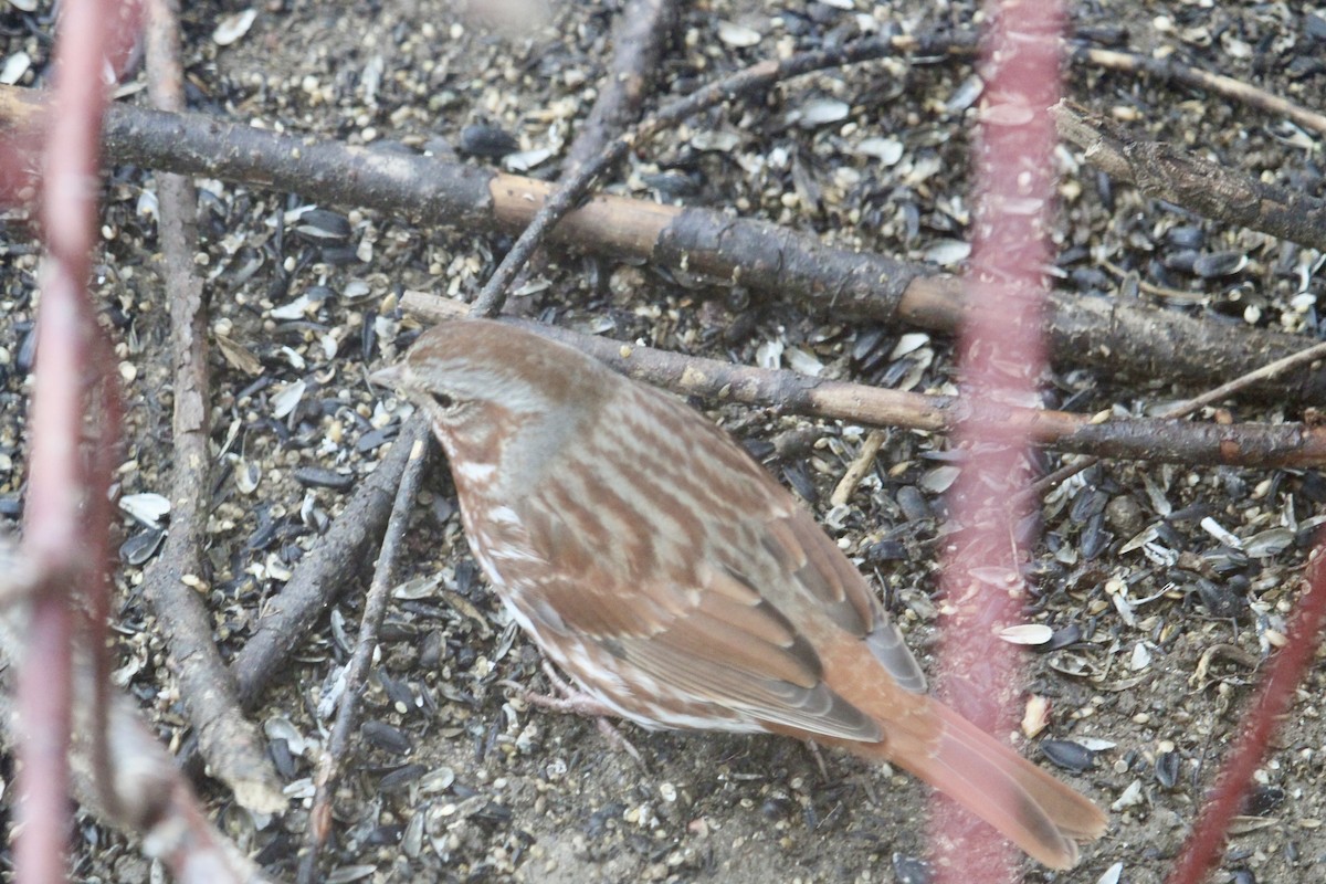 Fox Sparrow - ML633544703
