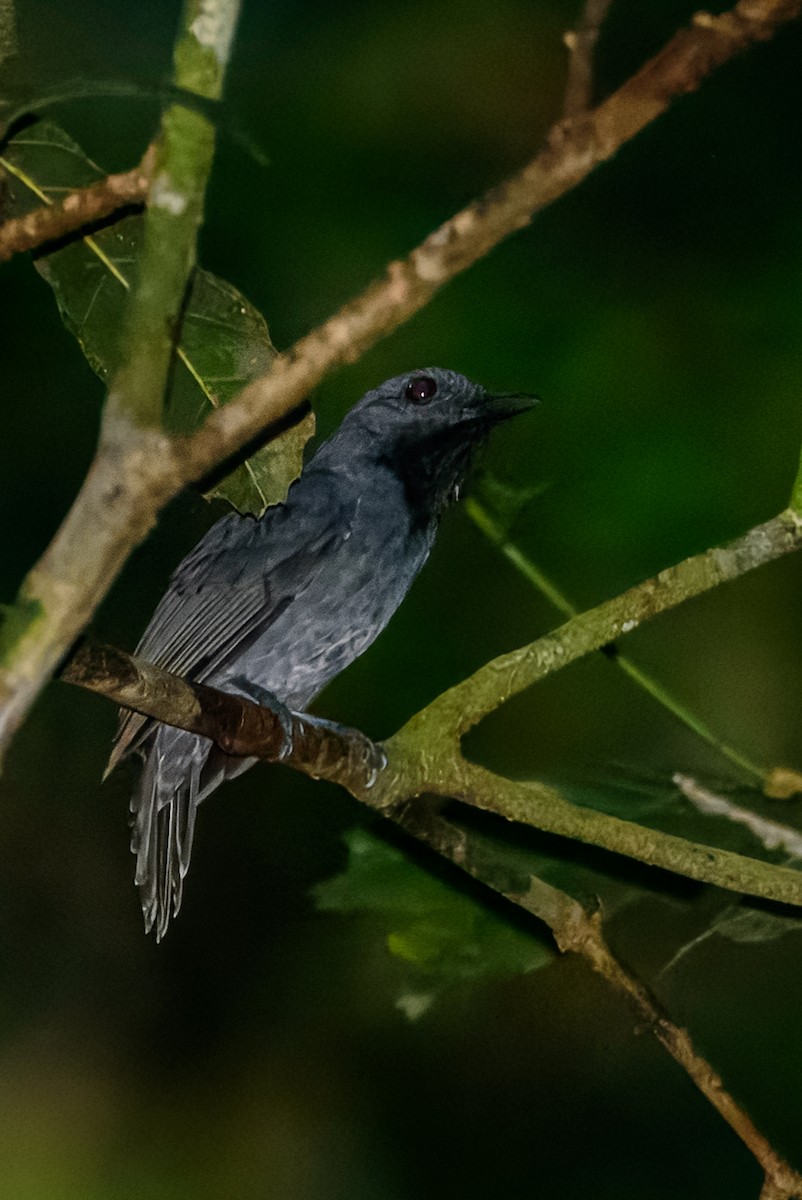 White-shouldered Antshrike - ML633544721