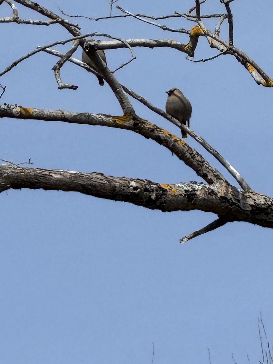 Bohemian/Cedar Waxwing - ML633545009