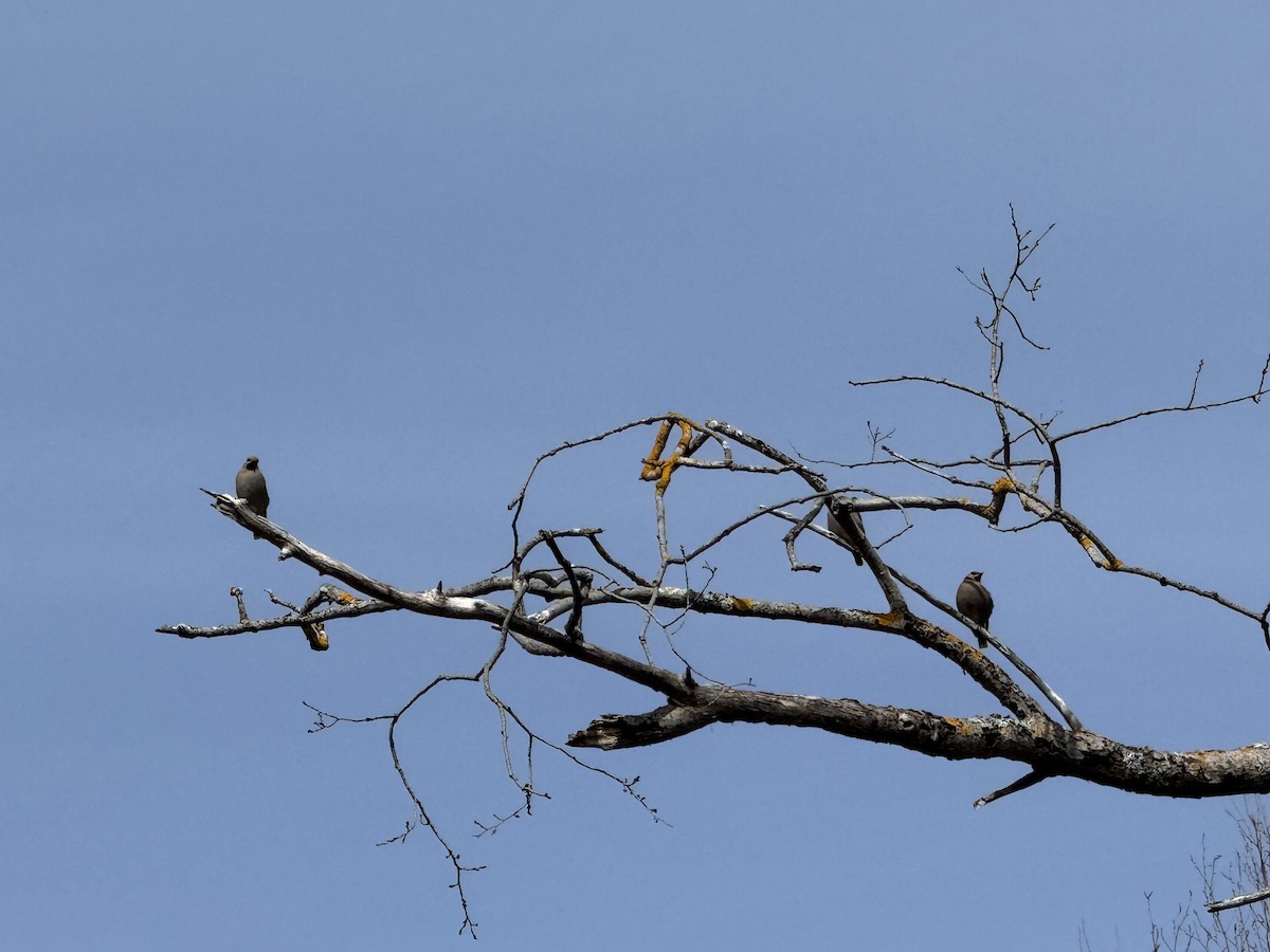 Bohemian/Cedar Waxwing - ML633545010