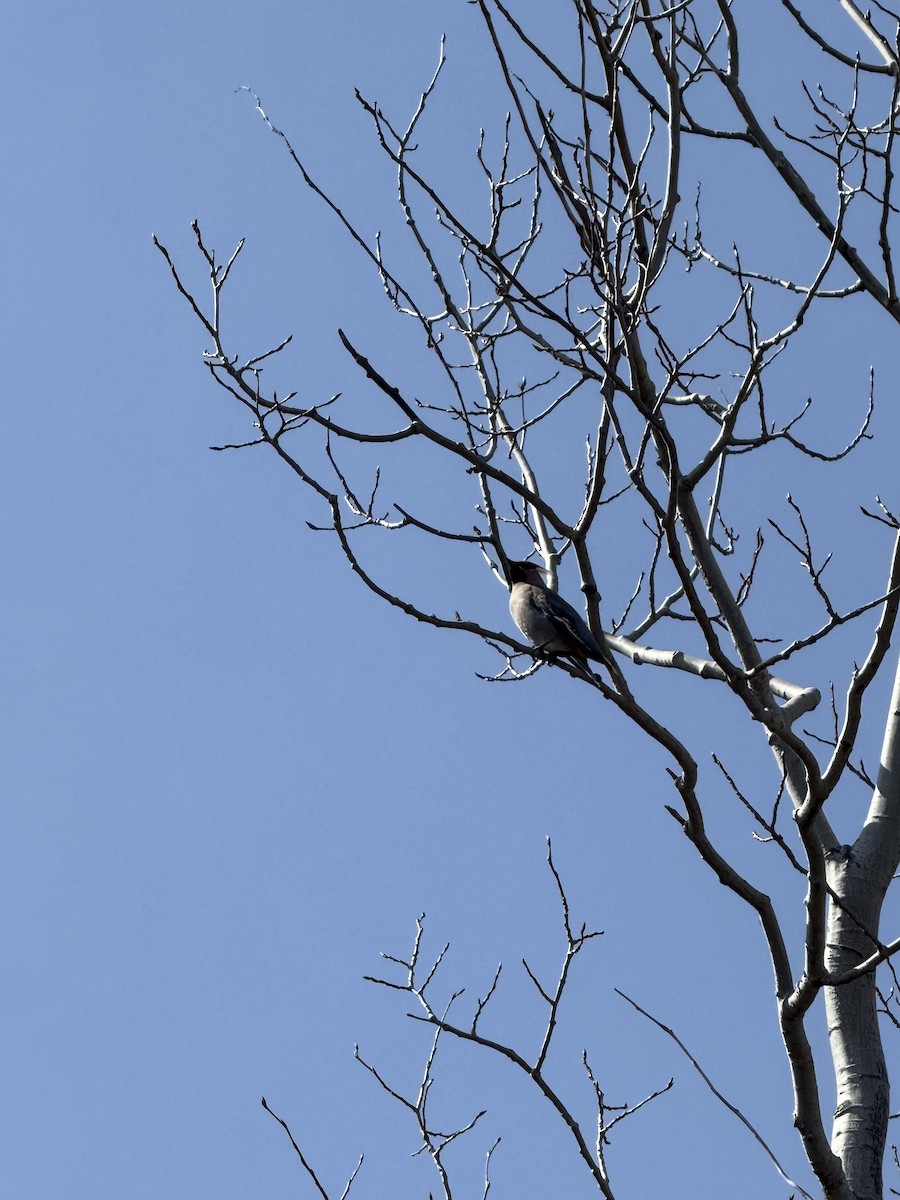 Bohemian/Cedar Waxwing - ML633545011