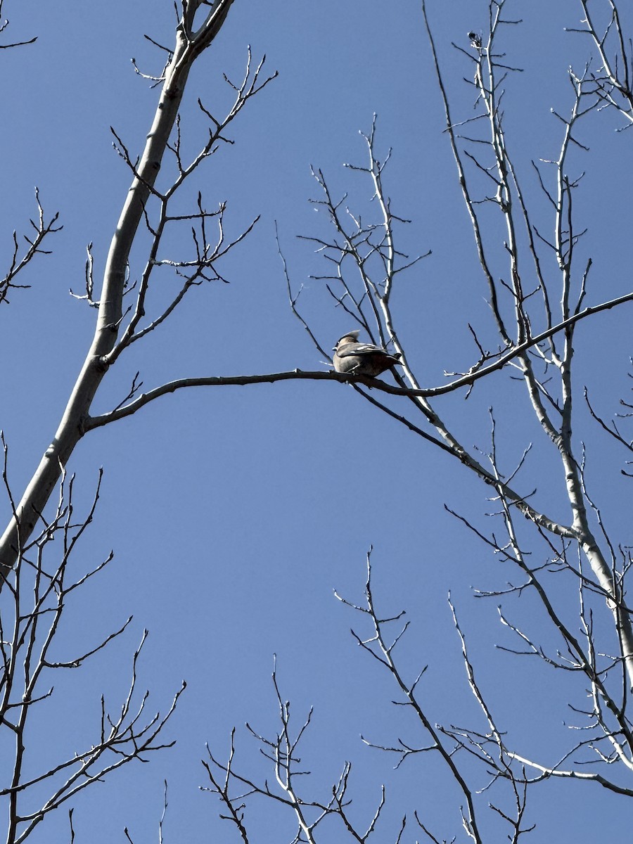 Bohemian/Cedar Waxwing - ML633545012