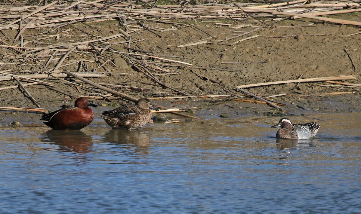 Garganey - ML633545461