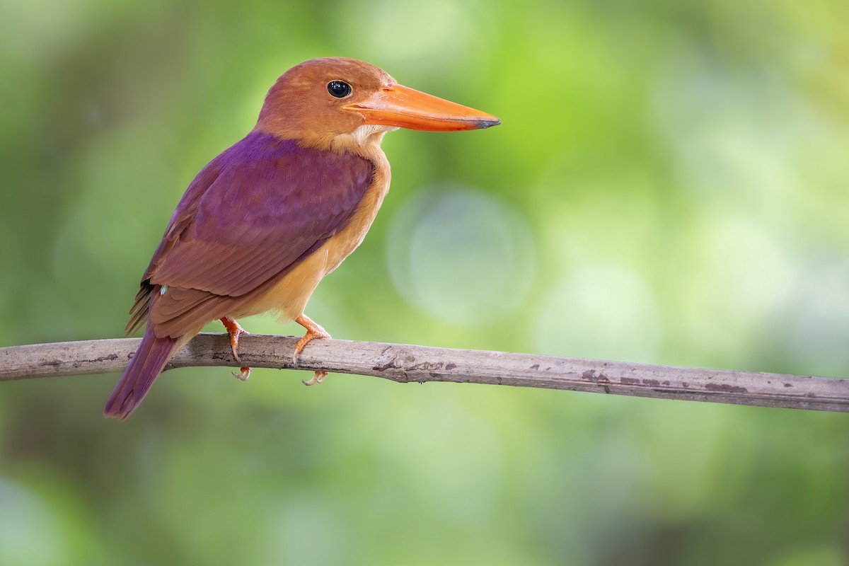 Ruddy Kingfisher - ML633545663