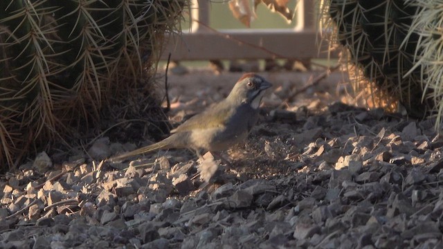 Green-tailed Towhee - ML633545795